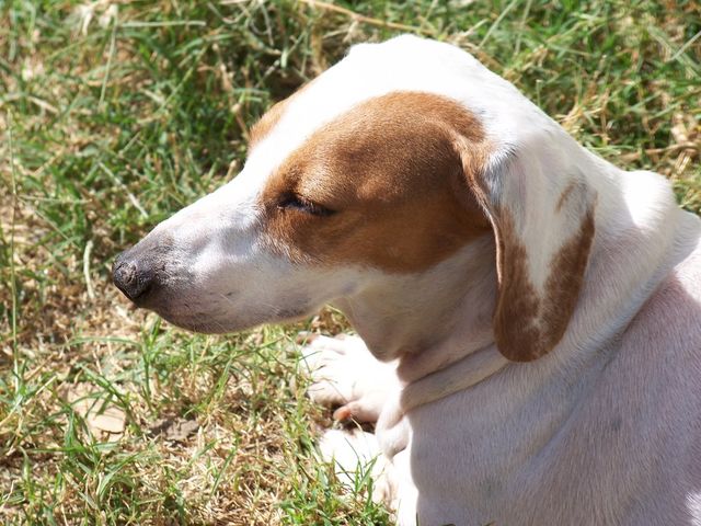 PollyAnna