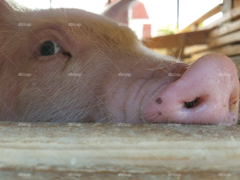 up close pig