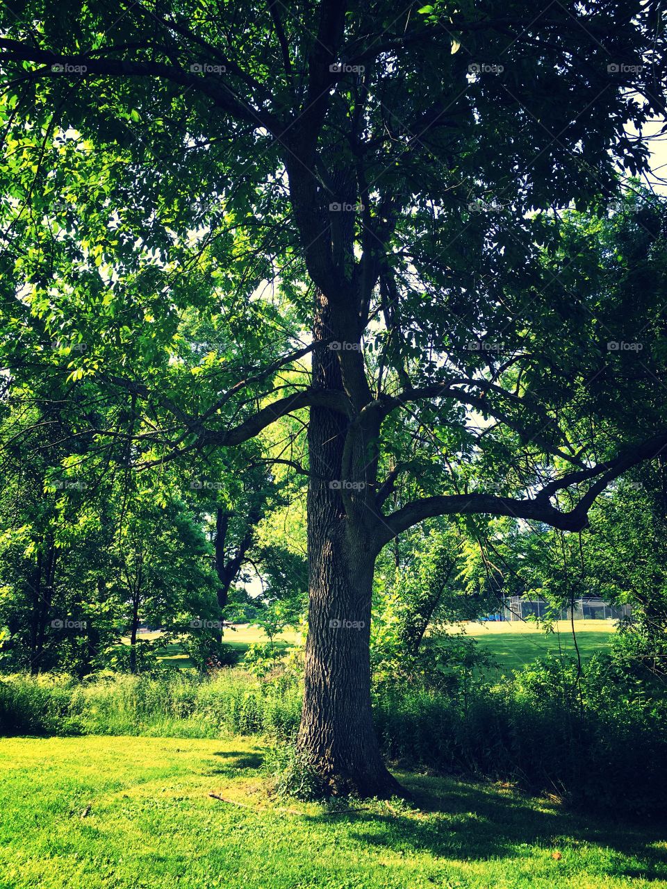Beautiful tree in the park