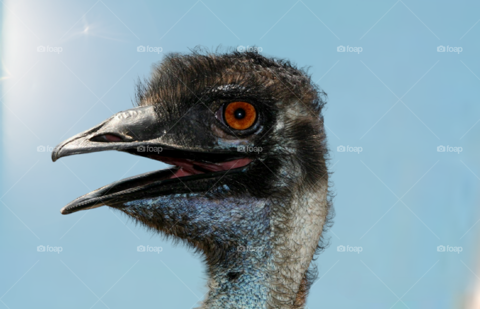 Ostrich head, Close-up