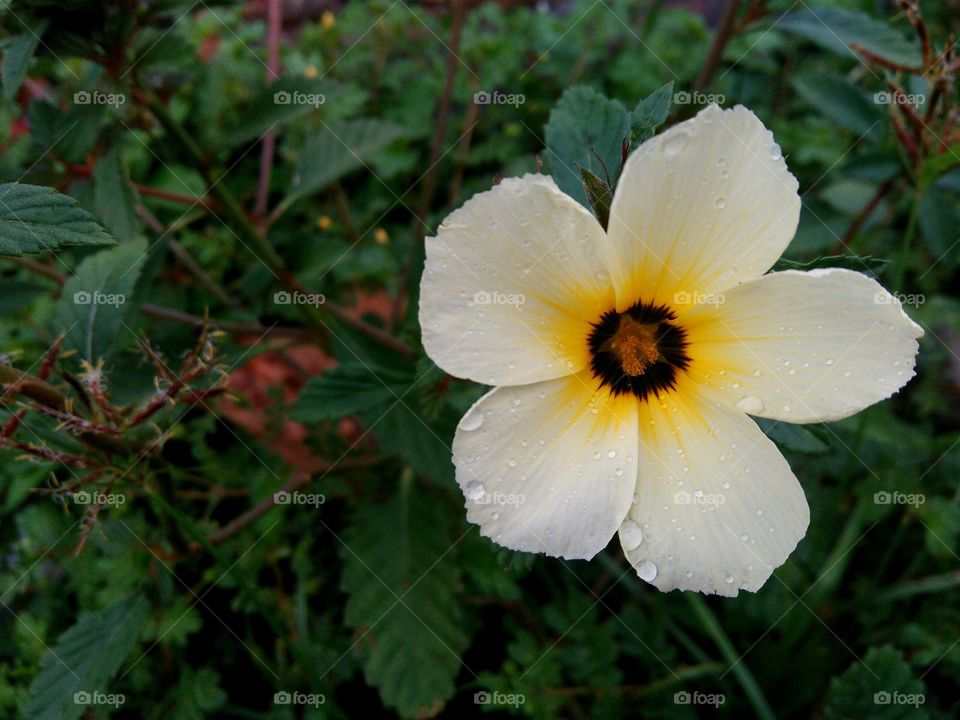 flor de mato