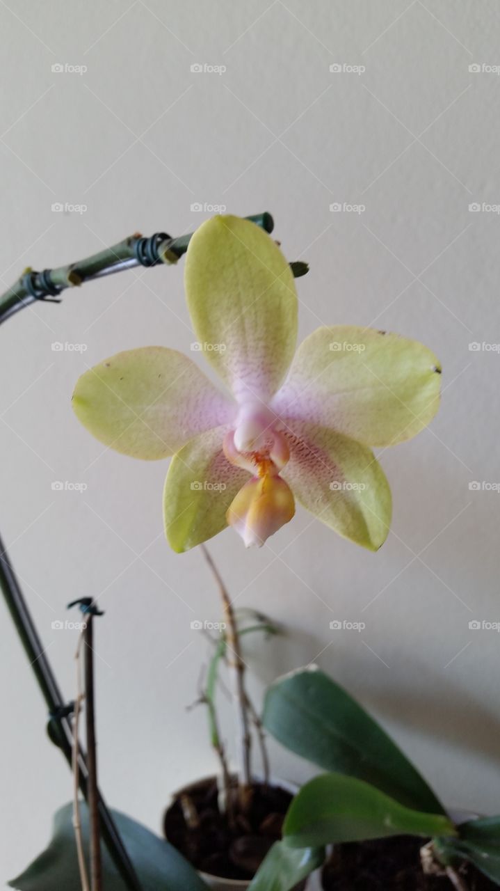 orquídea