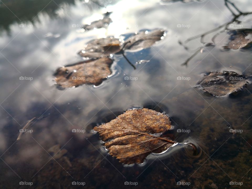 Windy Day🍃 leaves in water