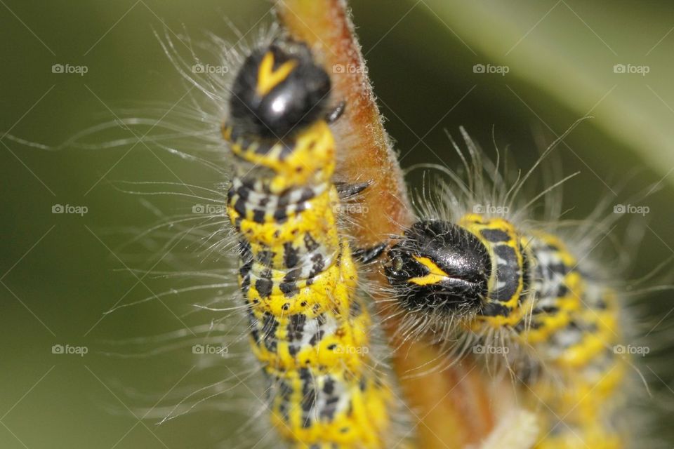 Hairy caterpillars on twig