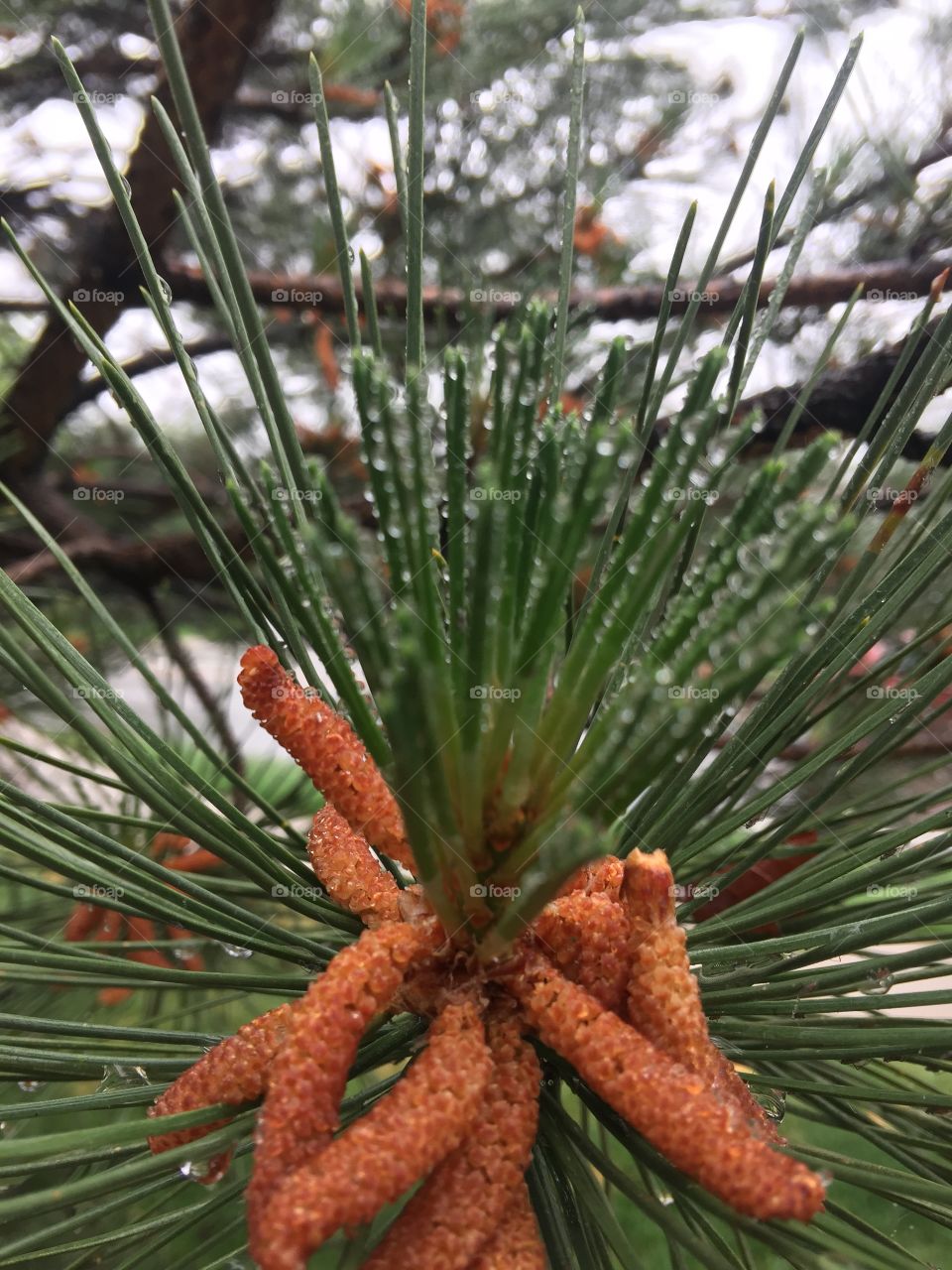 A tip of a pine trees’ branch. Adorned with water droplets and pine cones. 