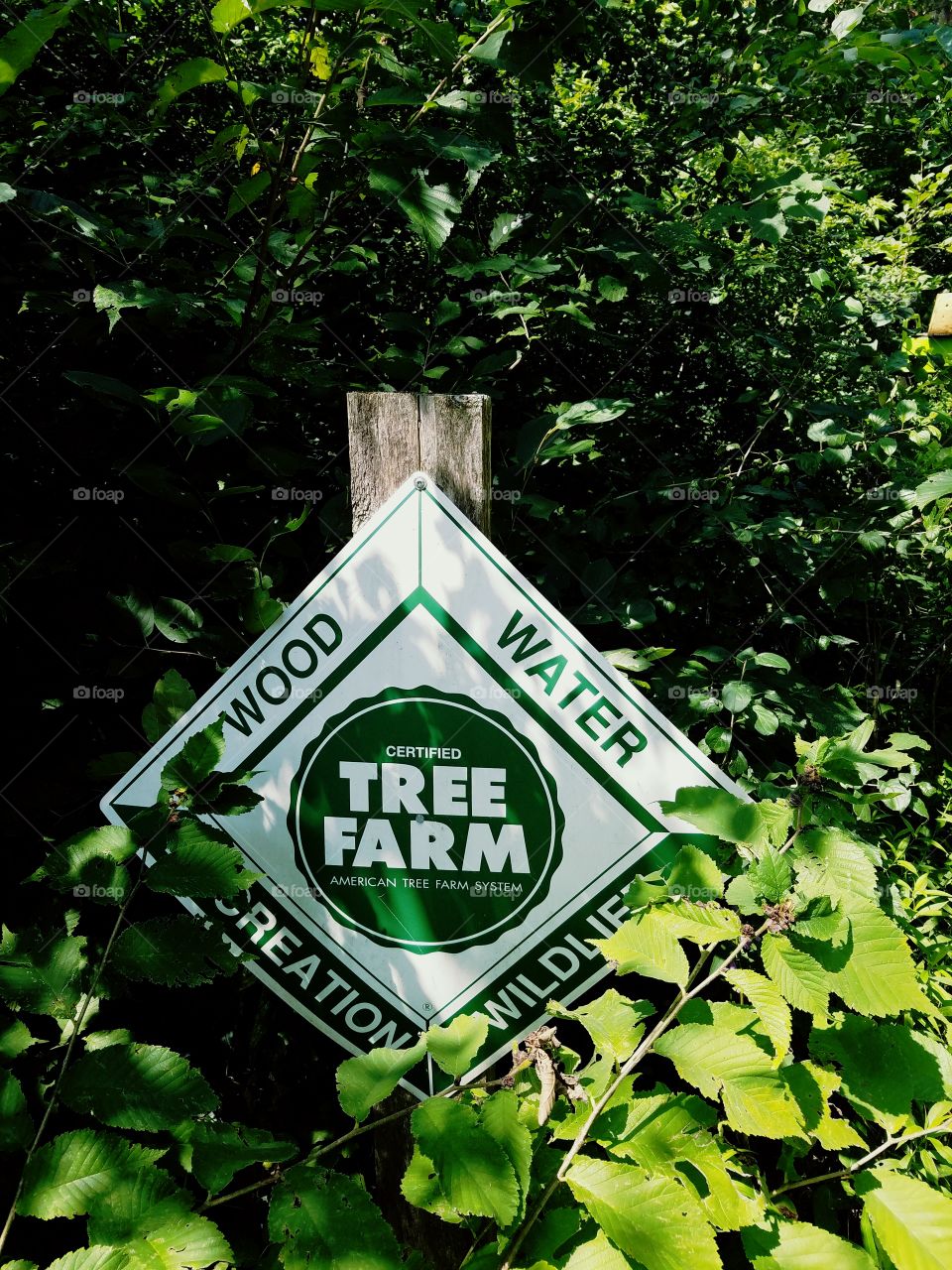 Tree Farm