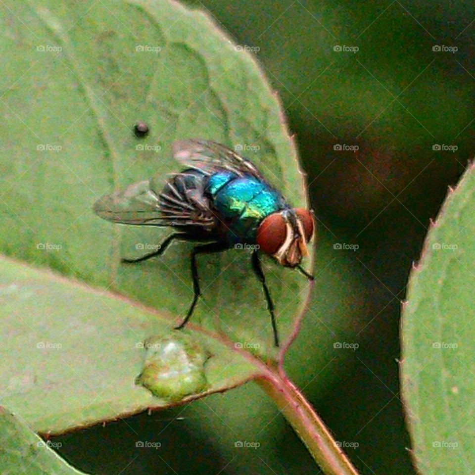 Lucilia Sericata, in the morning this little insect perches on the flowers in the garden.