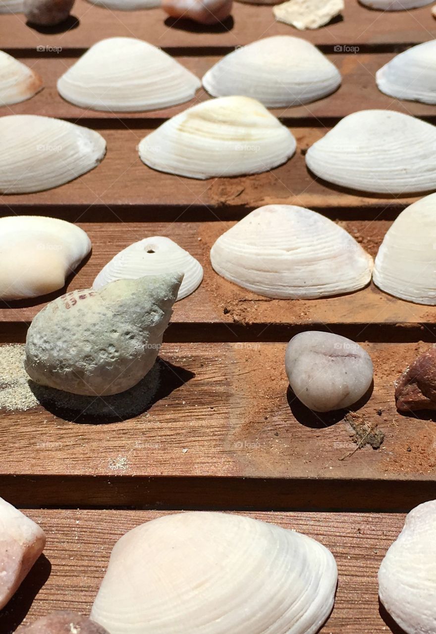 Variety of various species of seashells and sizes on wood table background pattern