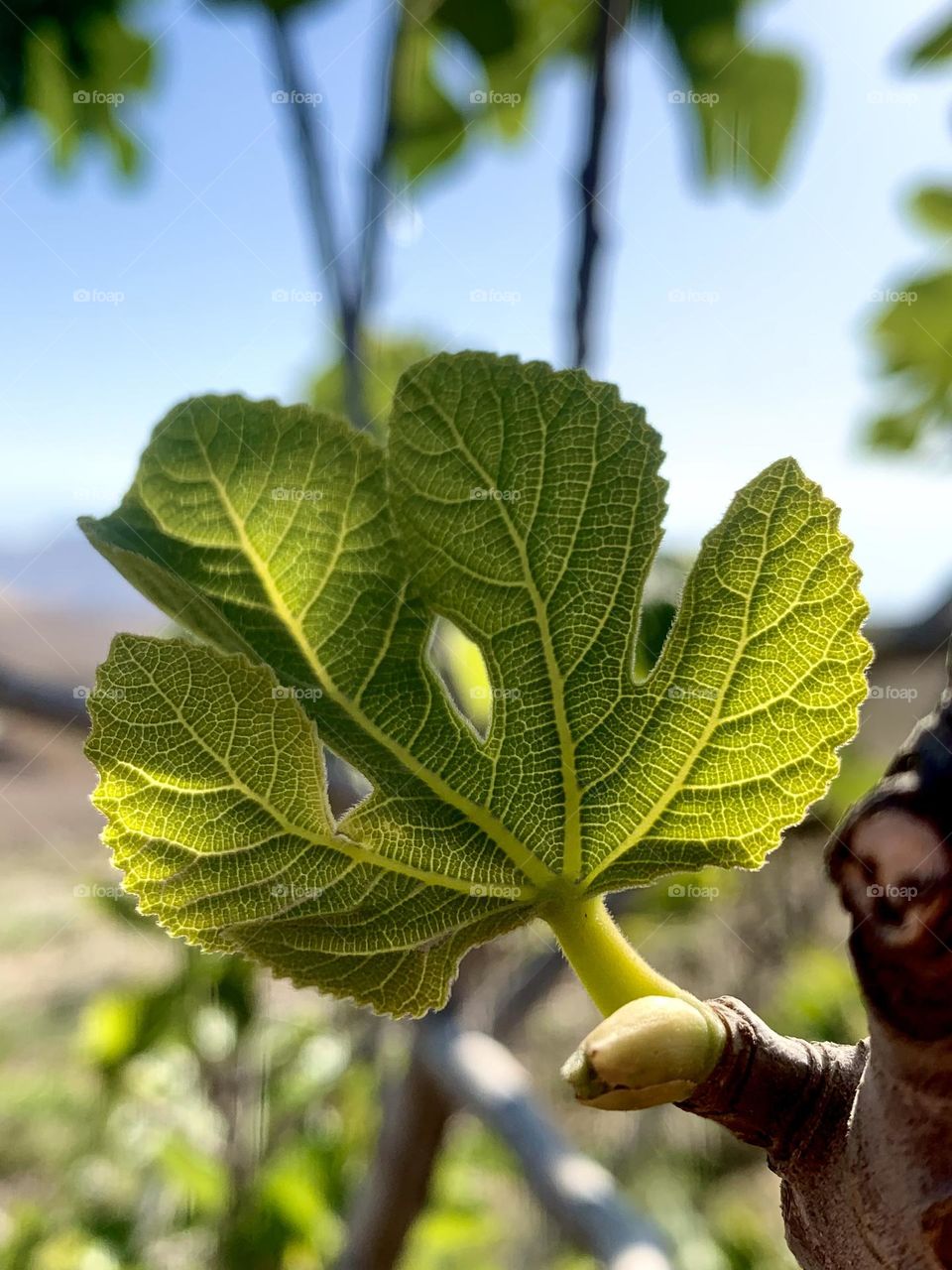 Fig leaf blooming