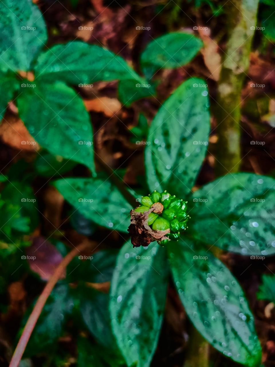 This is the fruit of the Arisaema filiforme plant. It belongs to the Araceae family l and the Arisaema genus. Arisaema filiforme fruit view from top.