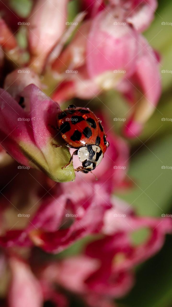 ladybug on pink bloom