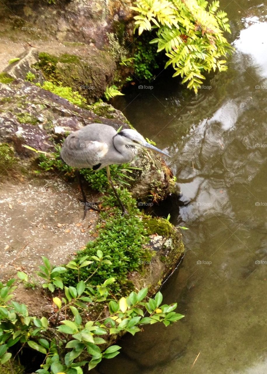 Hungry bird