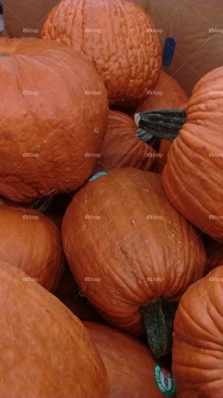 pumpkins. pumpkins