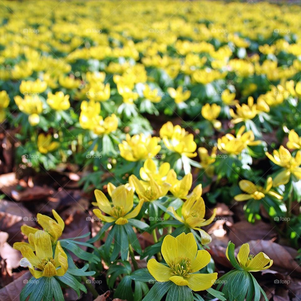 Yellow spring