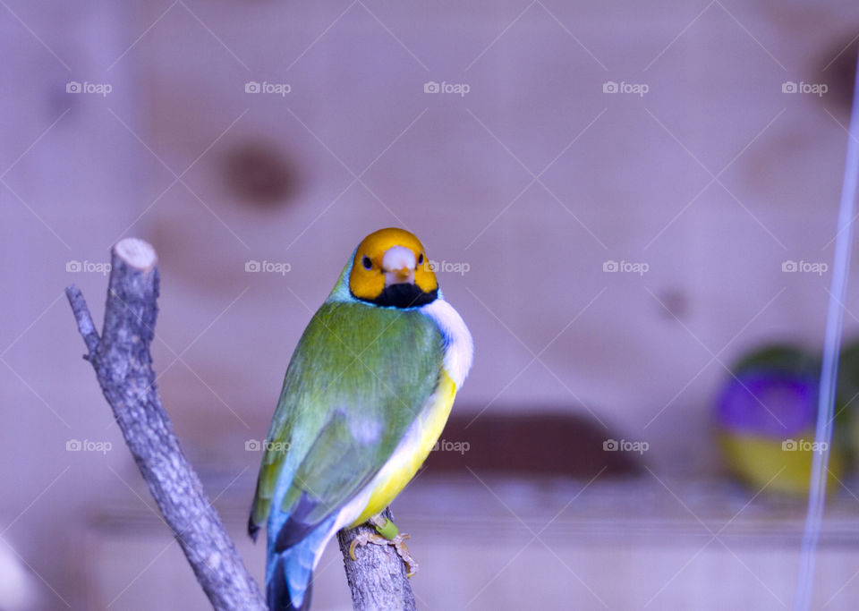 Head on with a Gouldians Finch 