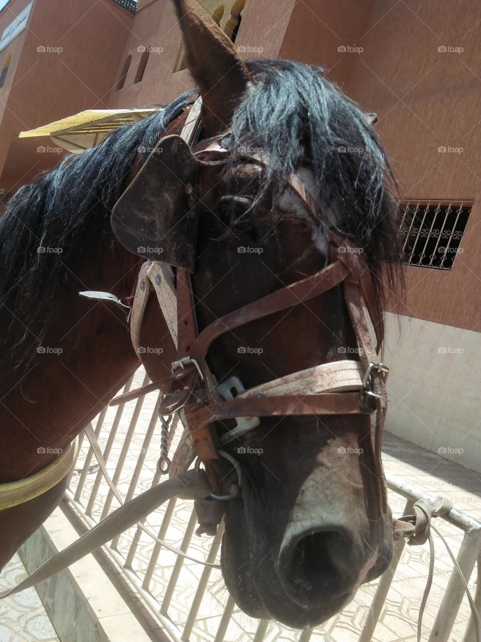 Beautiful head of a brown horse.