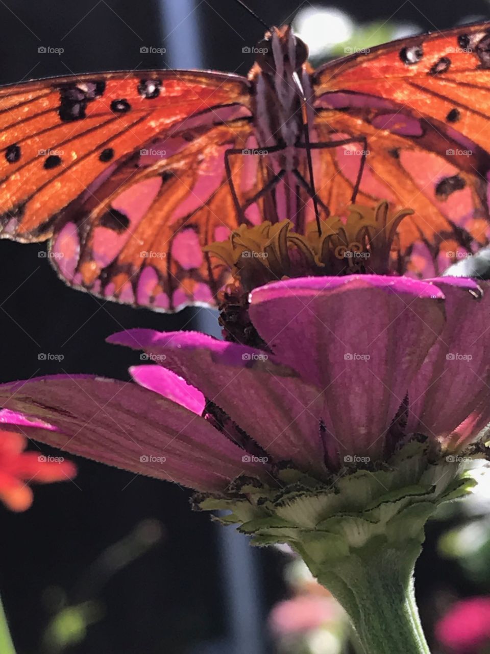 Underneath a Beautiful Butterfly on a Zinnia