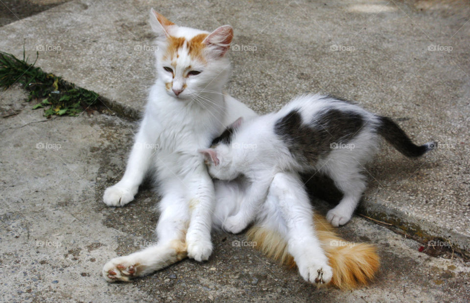 A cat and her baby kitten