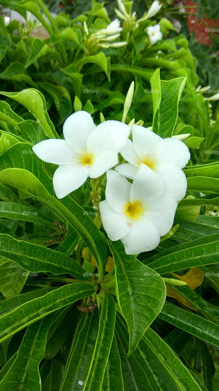 rainy drops with greenish leafs and white flowers