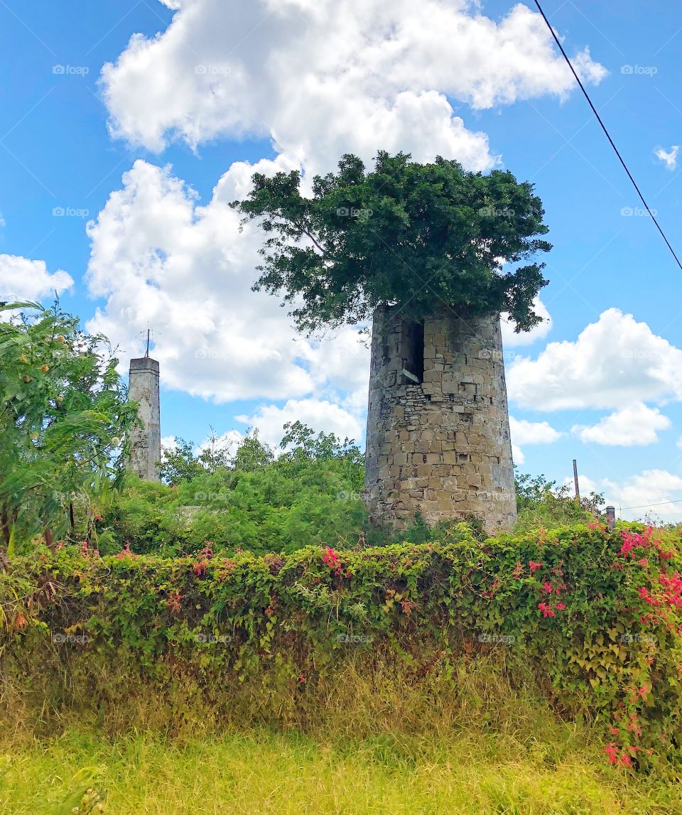 Sugar mill ruins with tree in the middle 