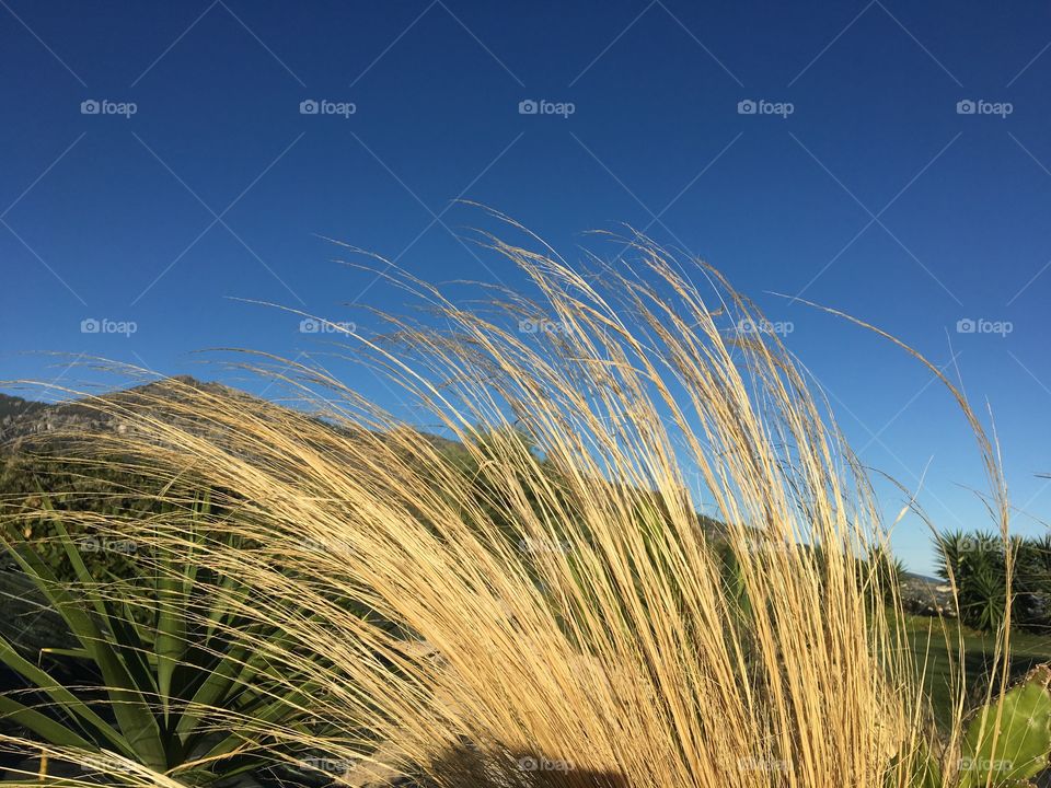Grasses in the sun