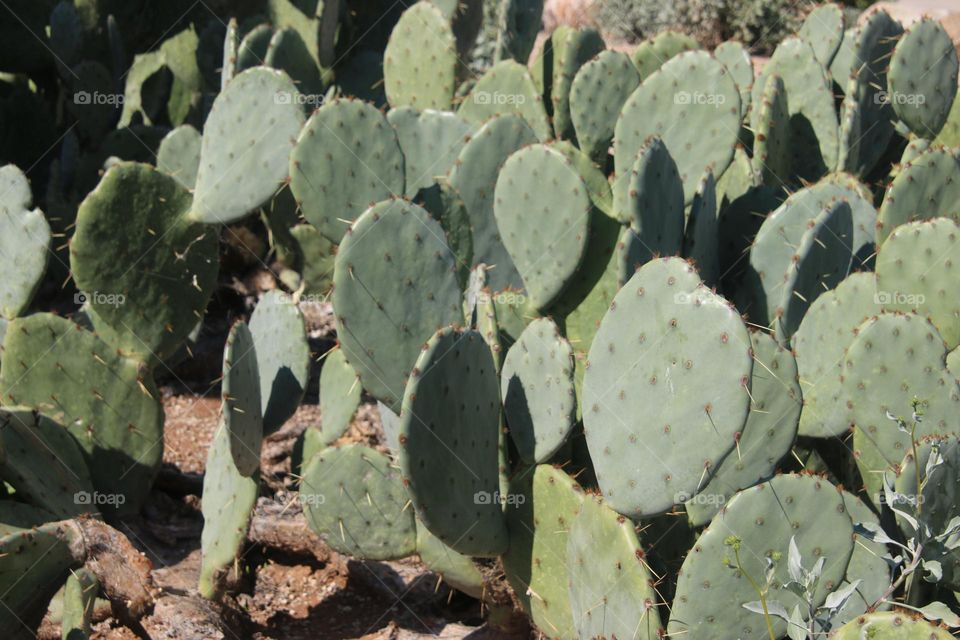 Prickly Pear Cactus in Arizona Desert