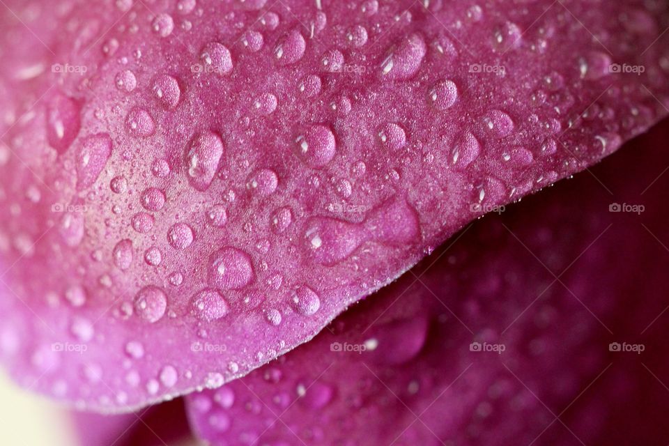 Wet petal with raindrops