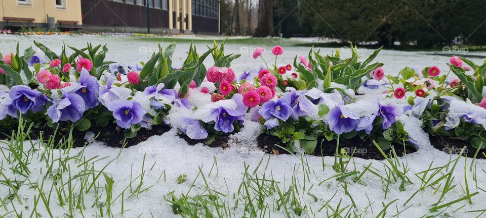 Stiefmütterchen und Gänseblümchen im Schnee