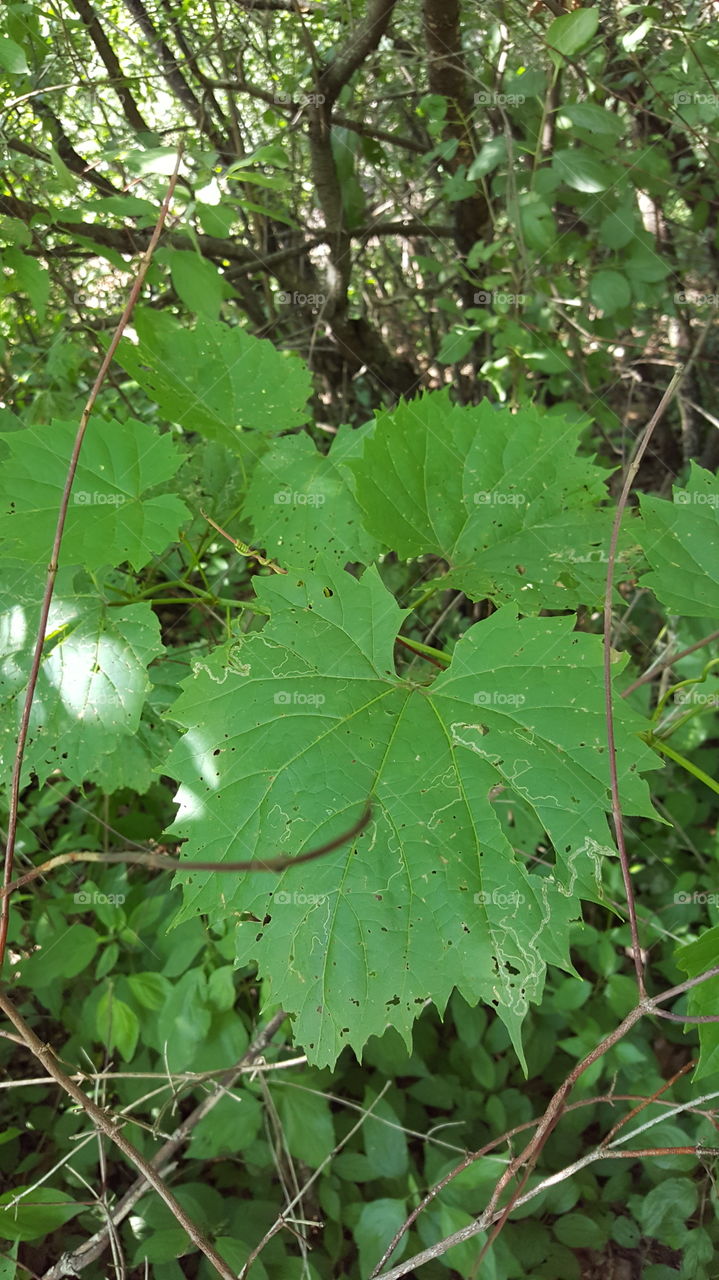 leaves