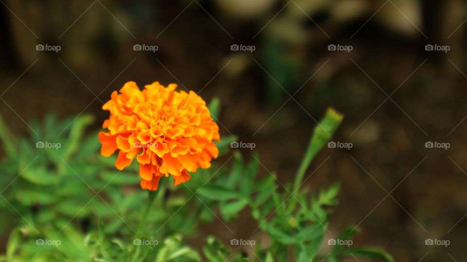 portrait of a flowers