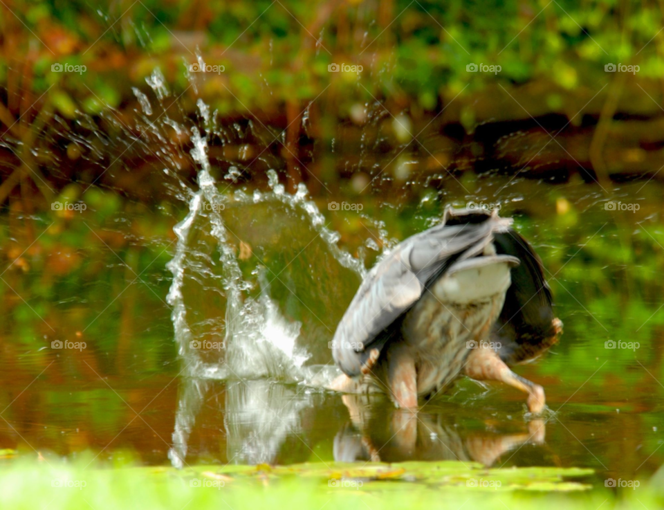 fishing dive heron great blue heron by lightanddrawing