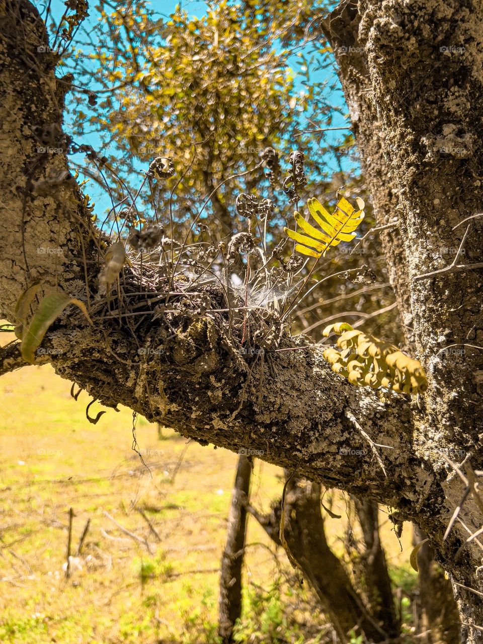 The branch of the tree