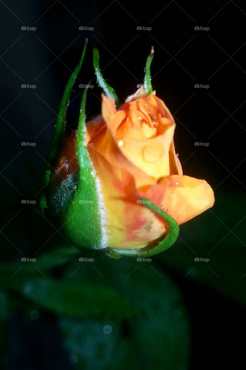 rose bud