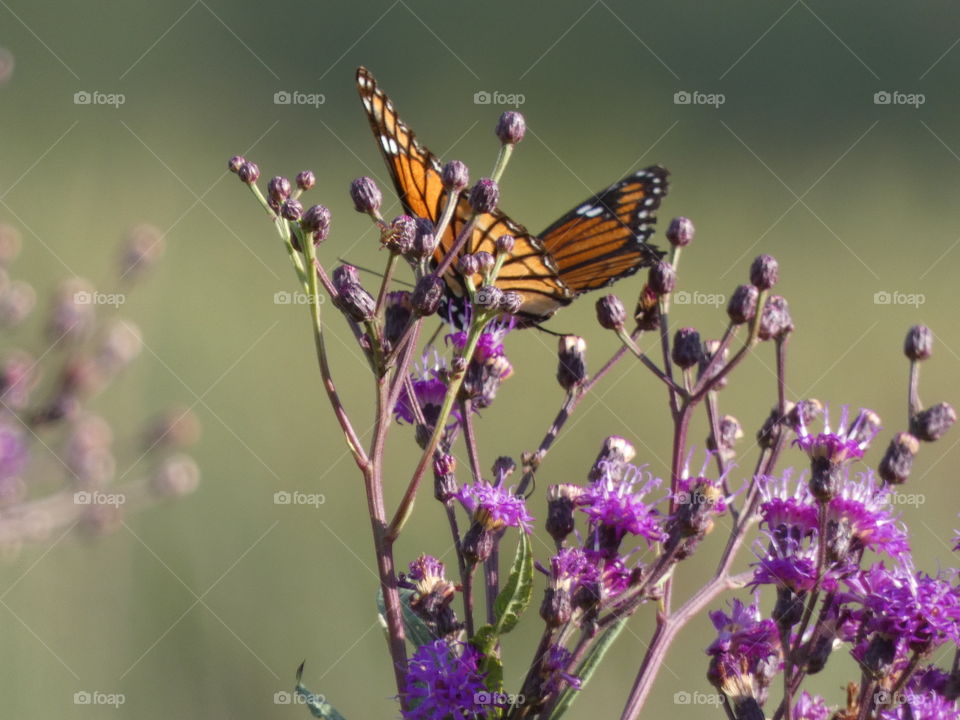 monarch butterfly