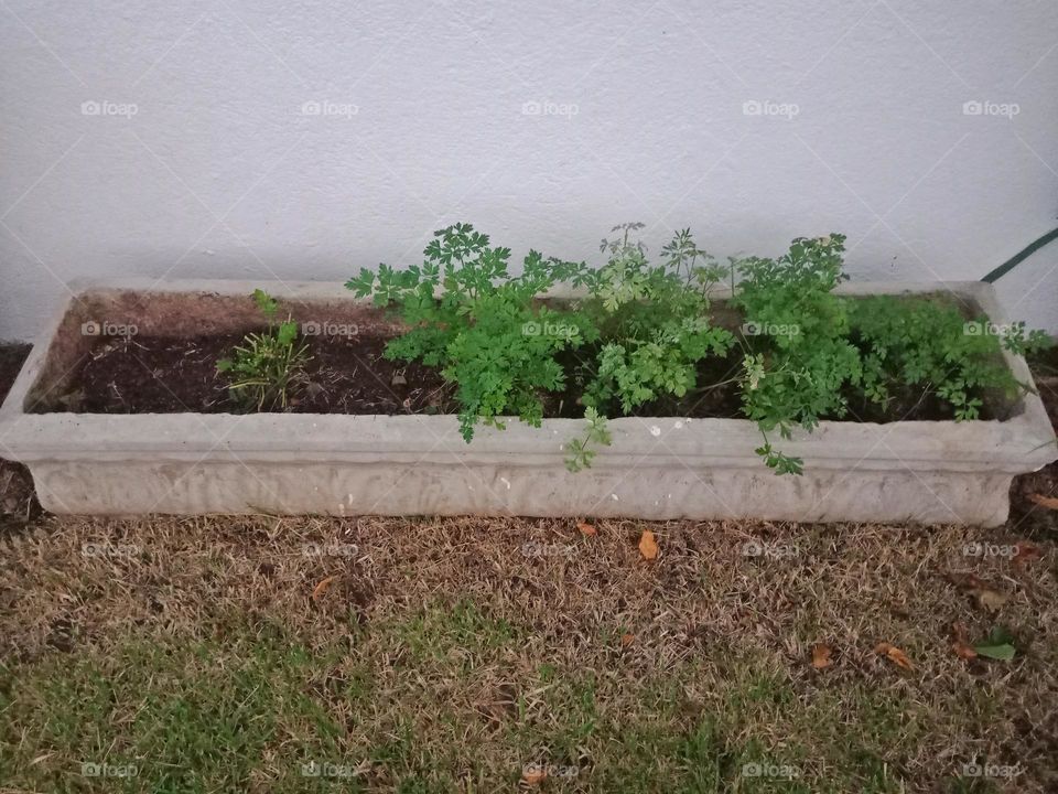 A ciment plant box with parsley
