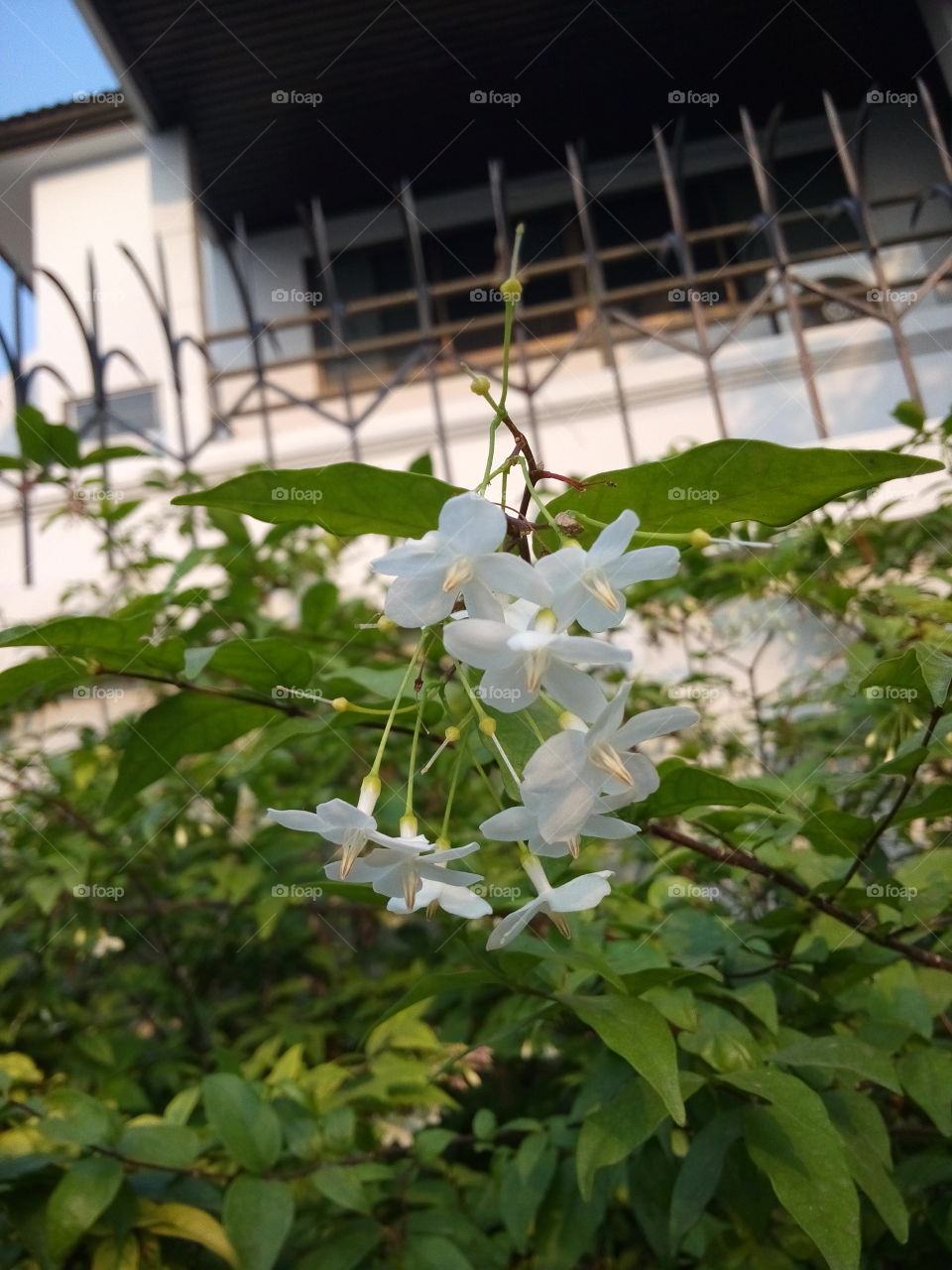 
Wrightia religiosa Benth.. White flowers.Wrightia religiosa Benth.