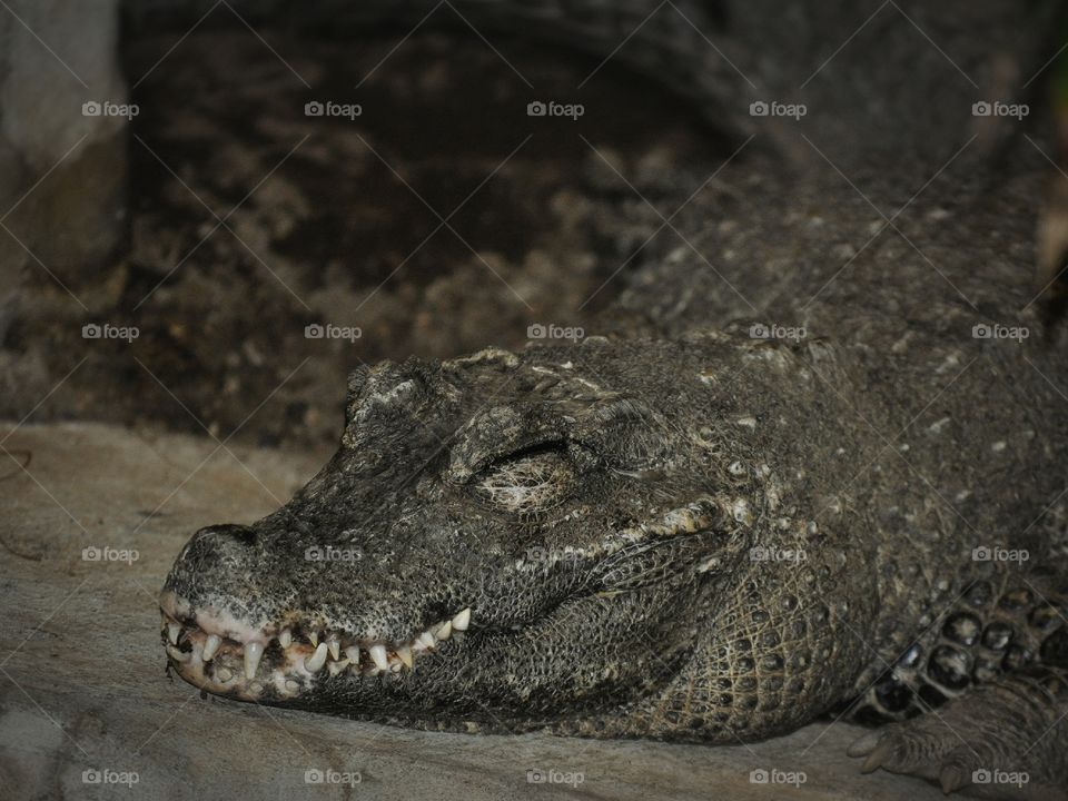 Smiling Dwarf Crocodile