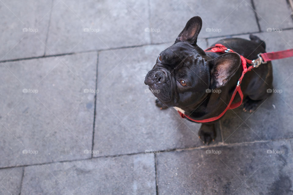 Cenital view of a dog looking up. 