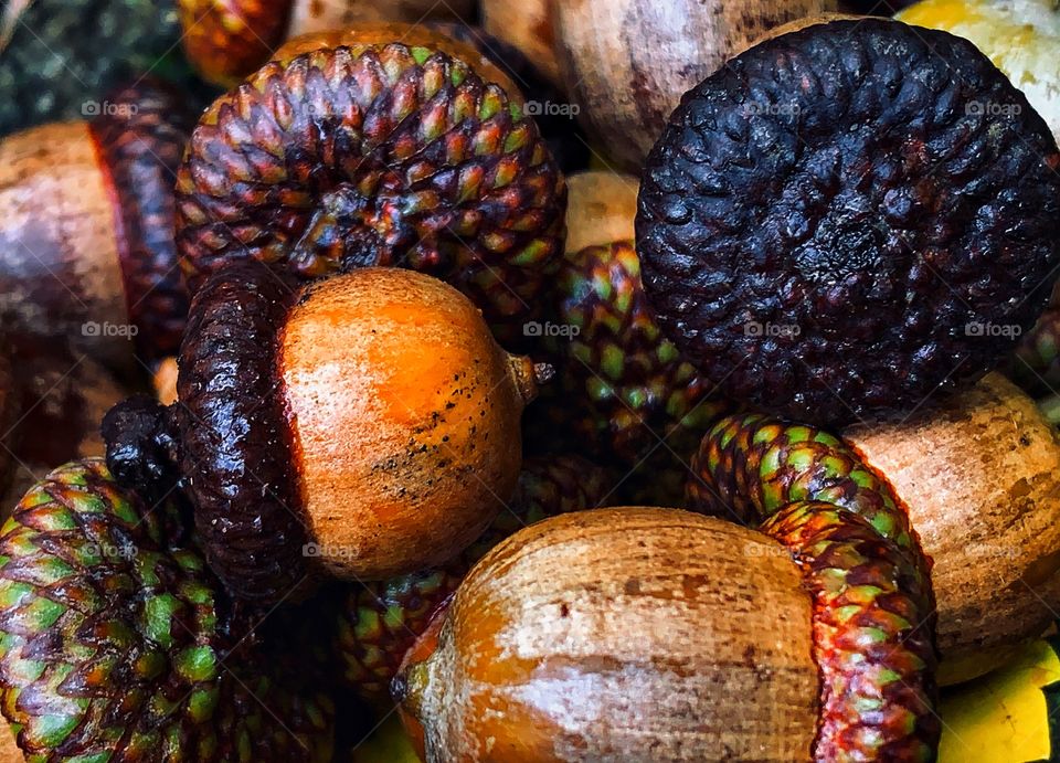 A pile of acorns—taken in Dyer, Indiana 