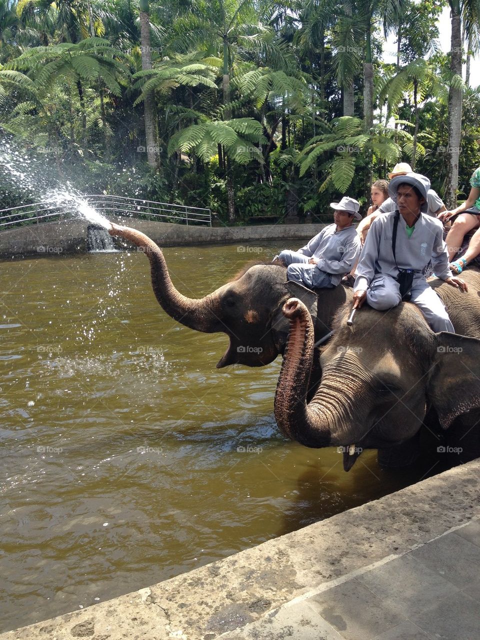 Bali elephants 