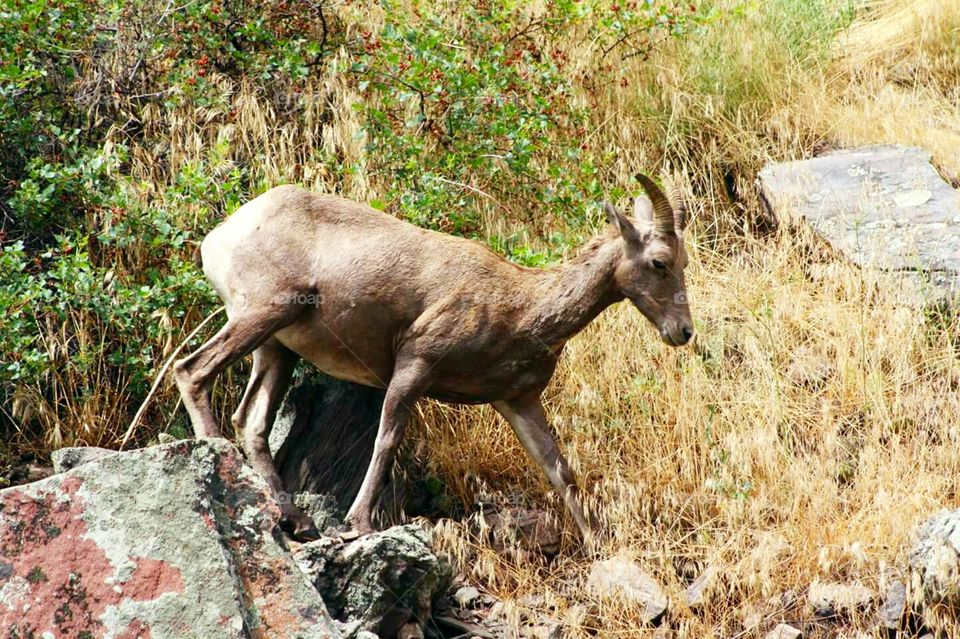 Big Horn Sheep Rocky Mountain National Park