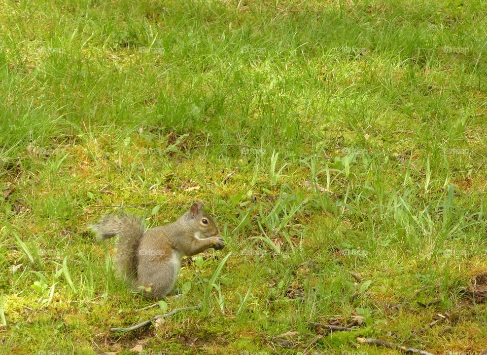 Grey squirrel eating on green grass
