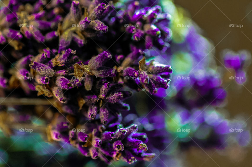 I love the purple colour of lavender almost as much as I love the perfume. This is a macro shot of a small bunch of dried lavender lying on a mirror. The side lit mini-bouquet is stunningly reflected as a blurred bright purple & green mirror image. 💜