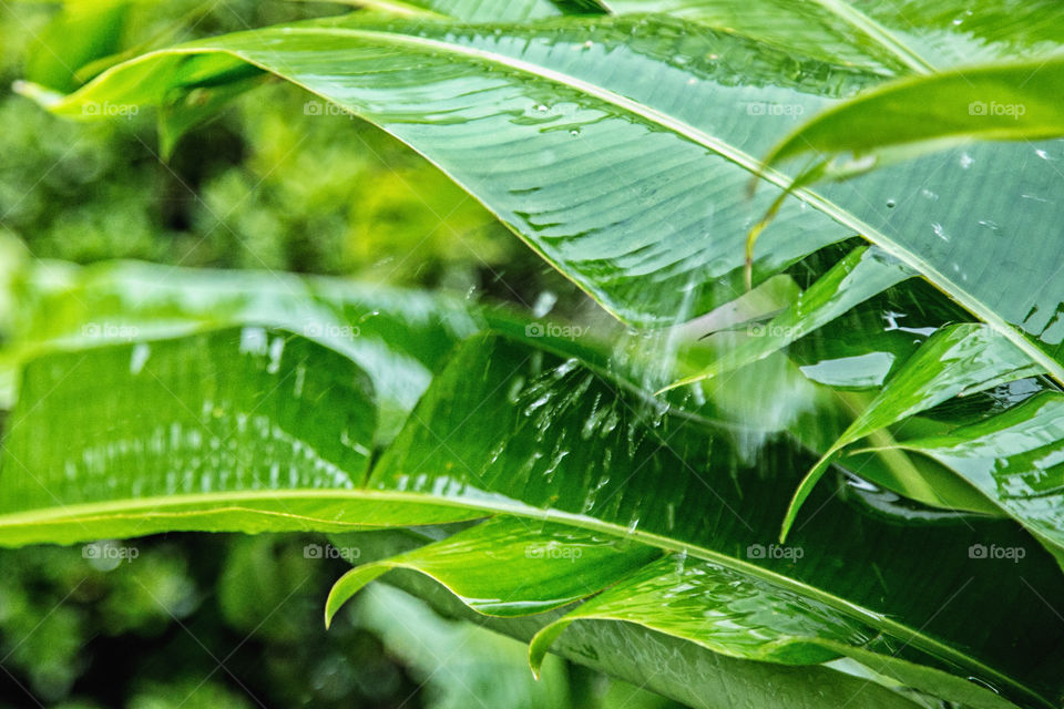 Raindrop falling on green leaf