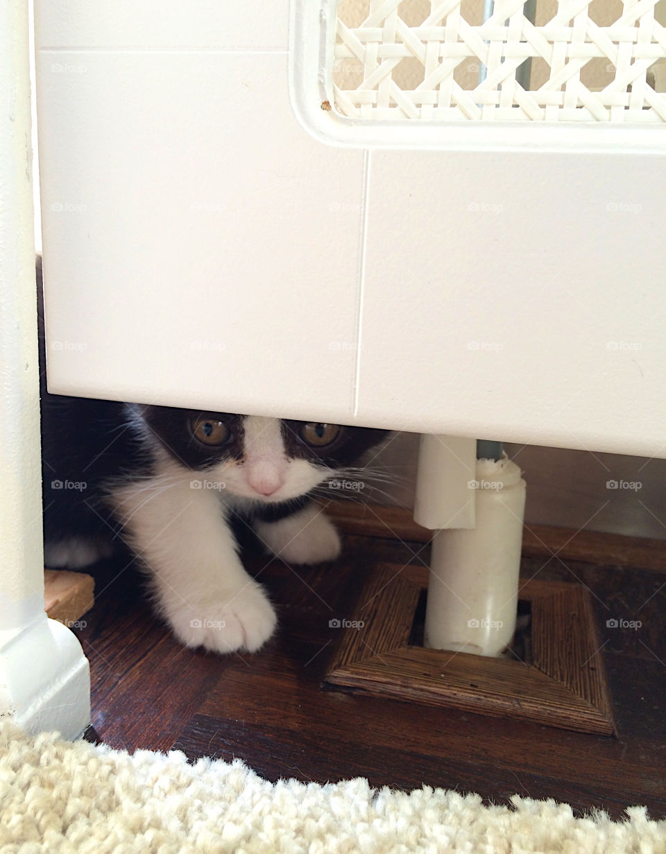 Cat hiding