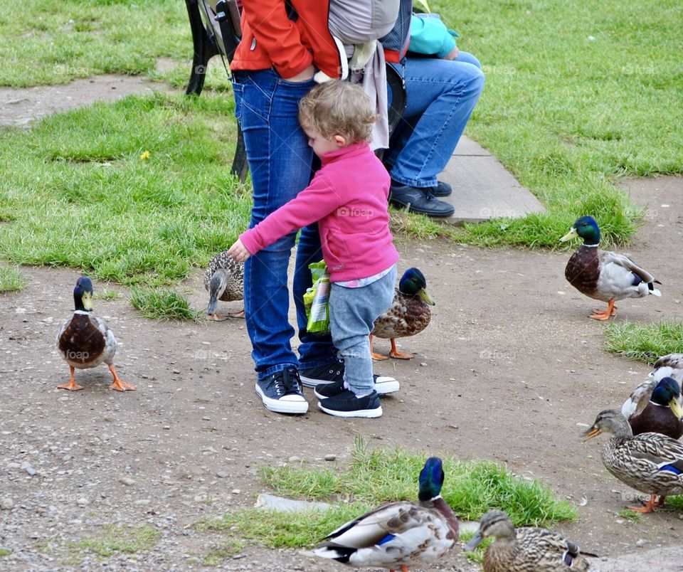 Child and ducks