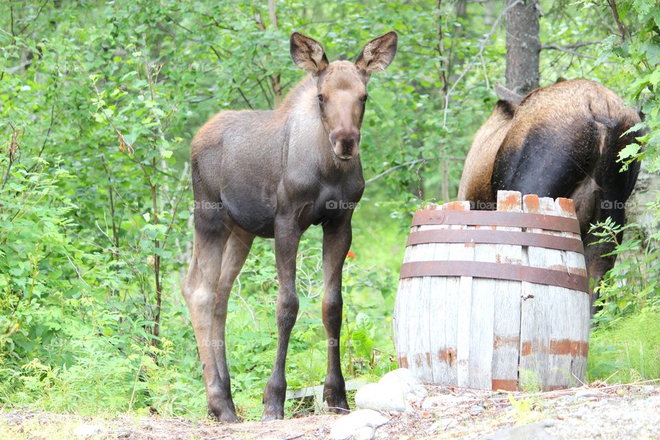 moose calf