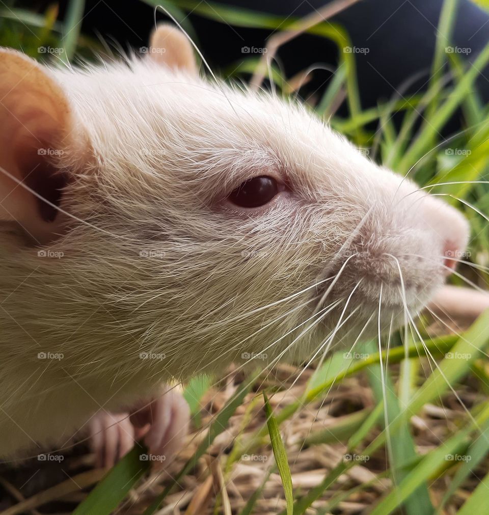 A rat that causes the emotion of fear