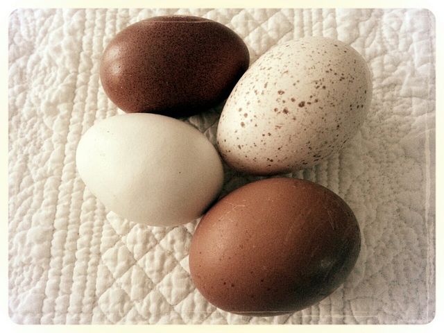 Farm Fresh Eggs