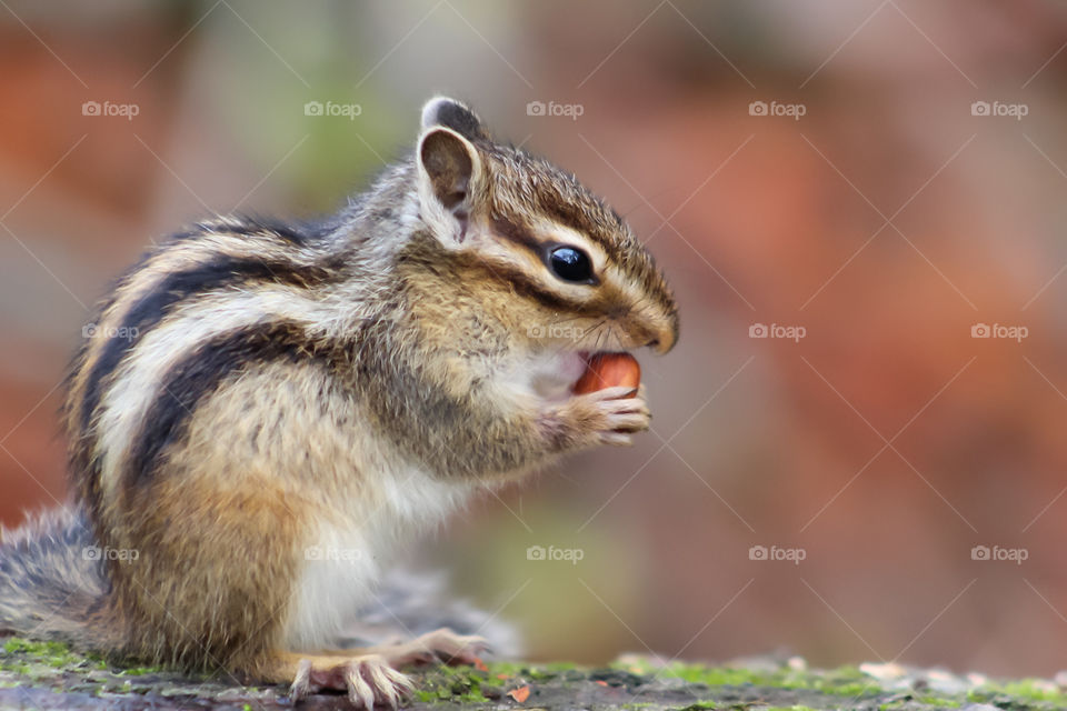 Chipmunk eating a nut!